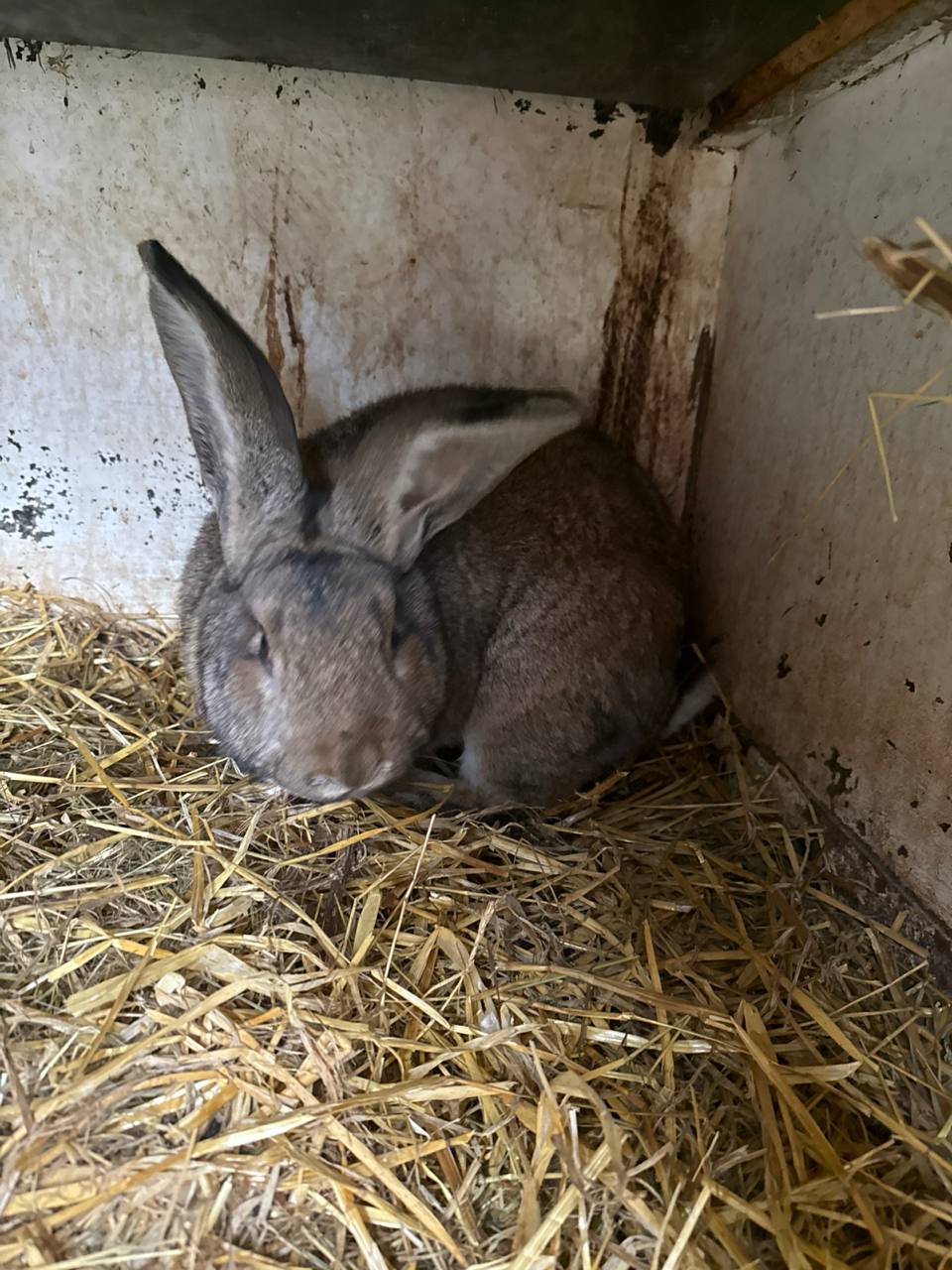 Kaninchen 6